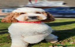 Mixed Breed dogs for sale: 4 Labradoodle Puppies For Sale - Image 5