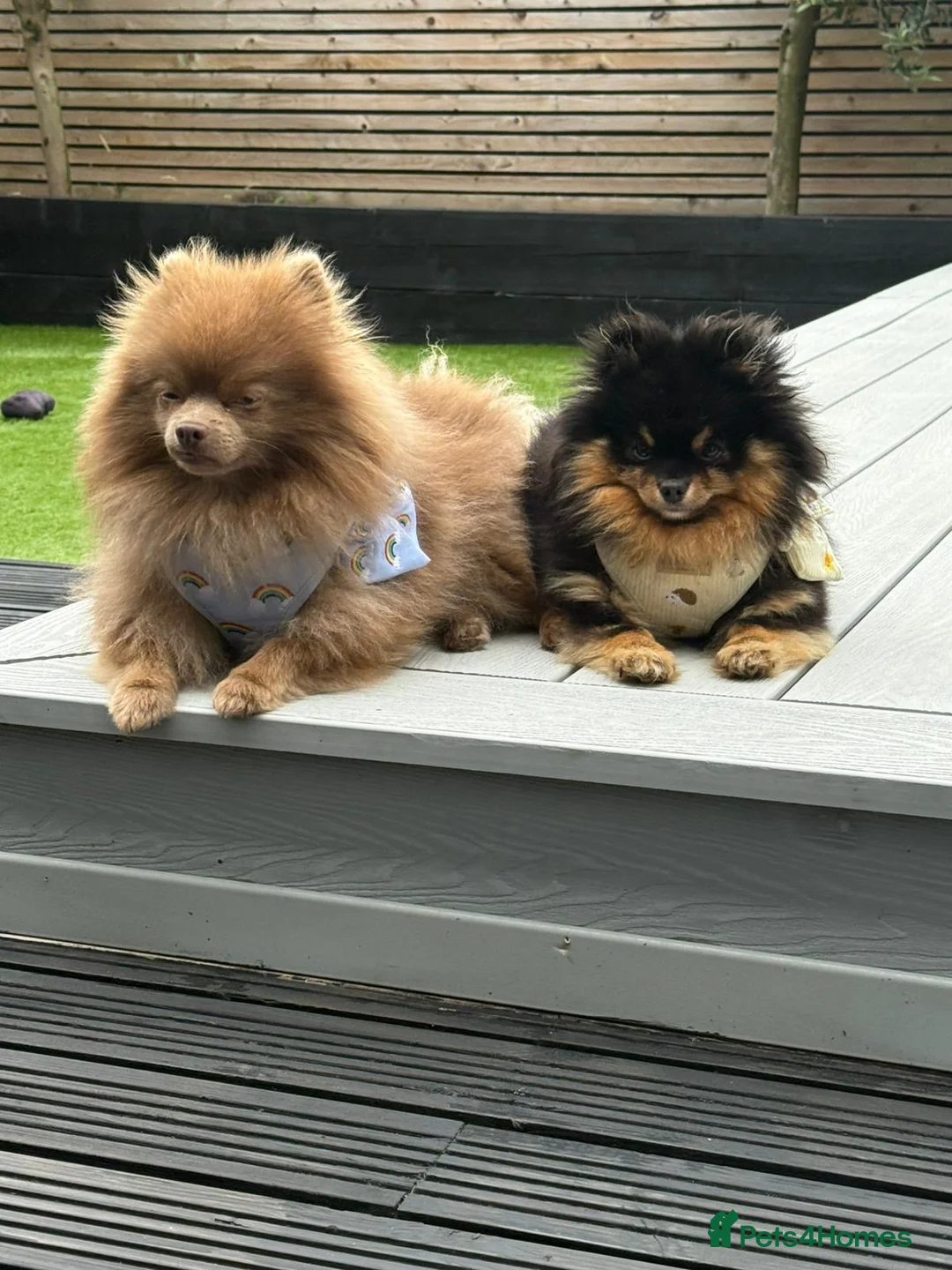 Pomeranian dogs for stud: Kai Kai lilac boy 💜  ( STUD ONLY ) (PROVEN)  in Liverpool - Advert 25