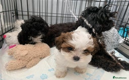 Shihpoo dogs for sale: shihpoos  - Image 9