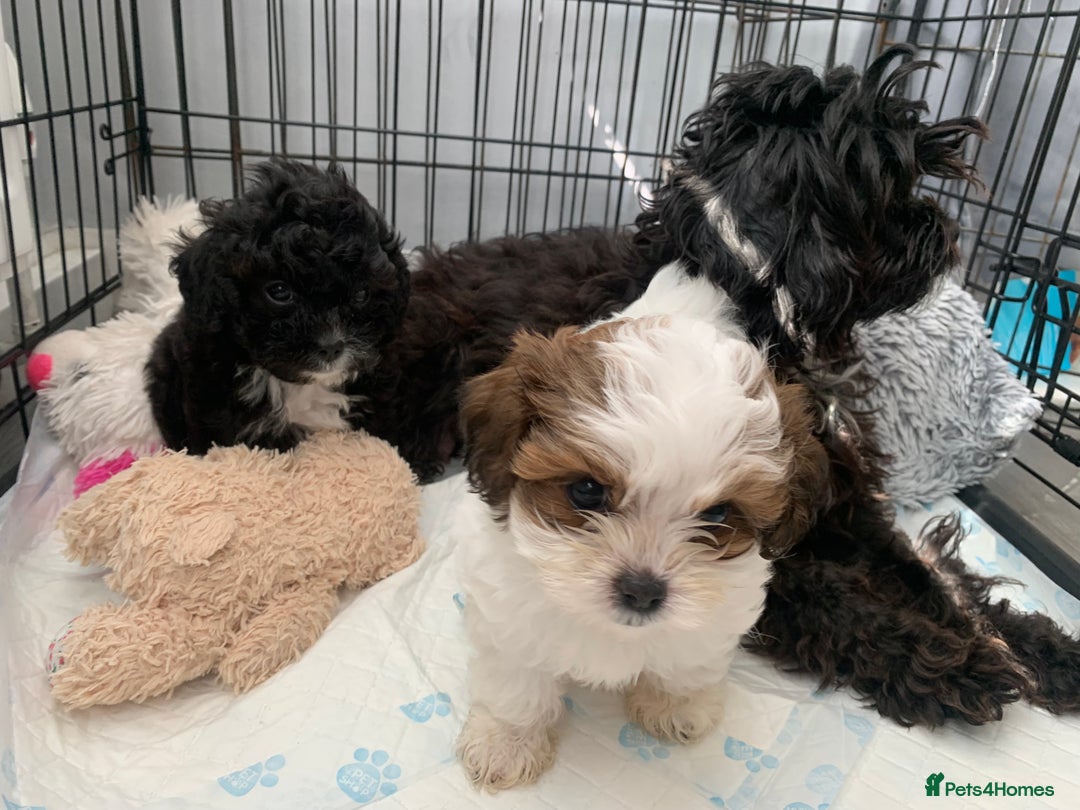 Shihpoo dogs for sale: shihpoos  - Image 9