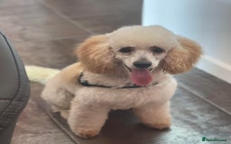 Miniature Poodle dogs for stud: HEALTH TESTED Kc Registered Miniature Poodle STUD in Doncaster - Image 21