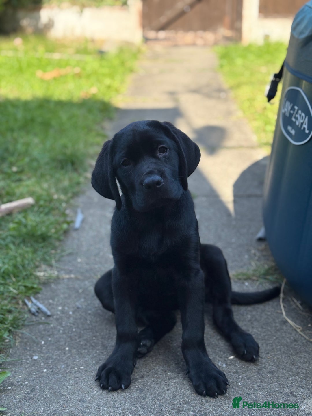 Mixed Breed dogs for sale: Bonnie - Image 9