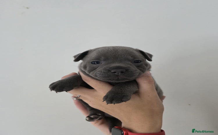 Staffordshire Bull Terrier dogs - Advert 2