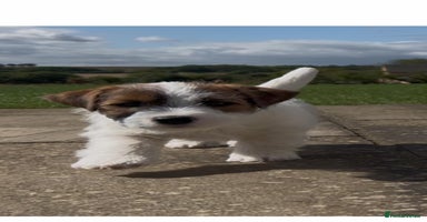 Jack Russell dogs - Advert 2