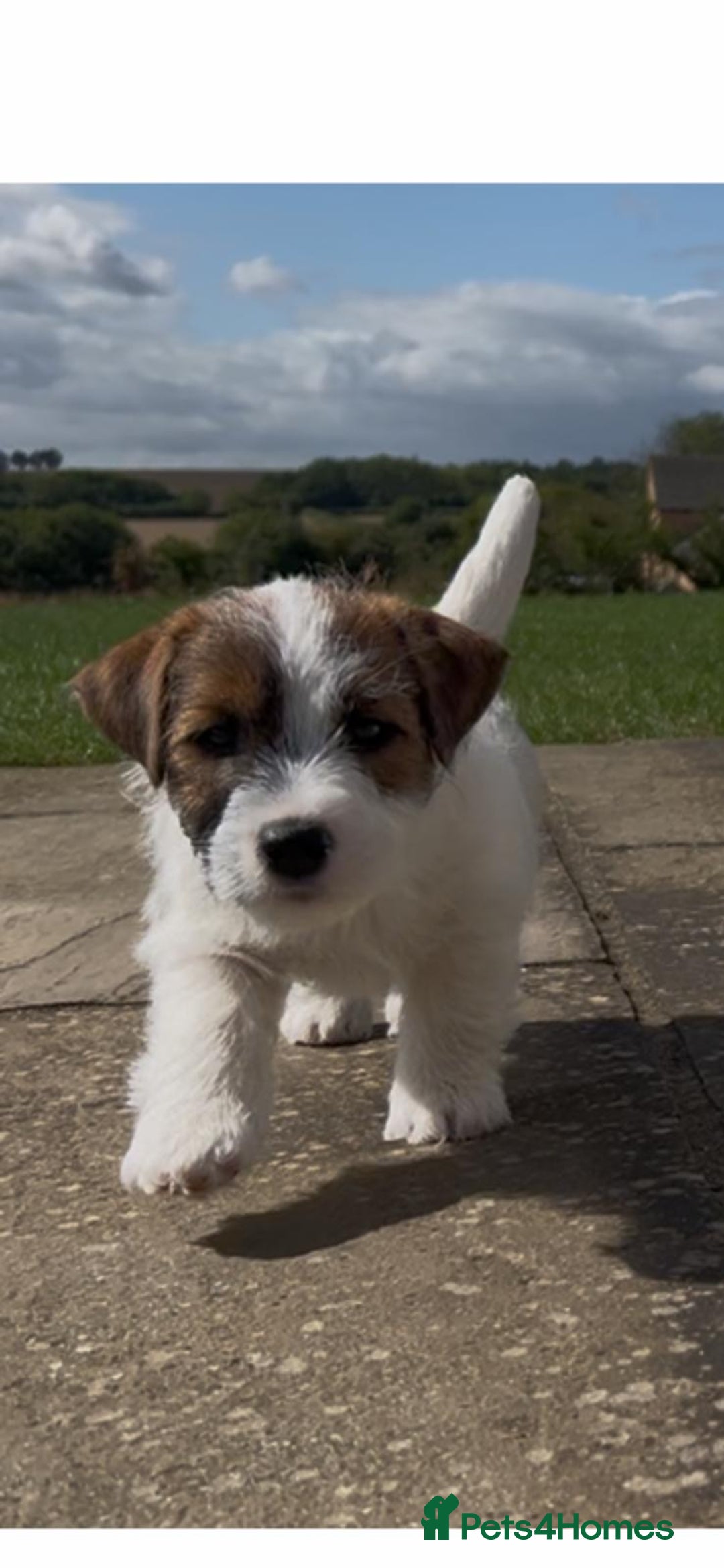 Jack Russell dogs for sale: 3 Beautiful Jack Russel Puppies  - Image 3