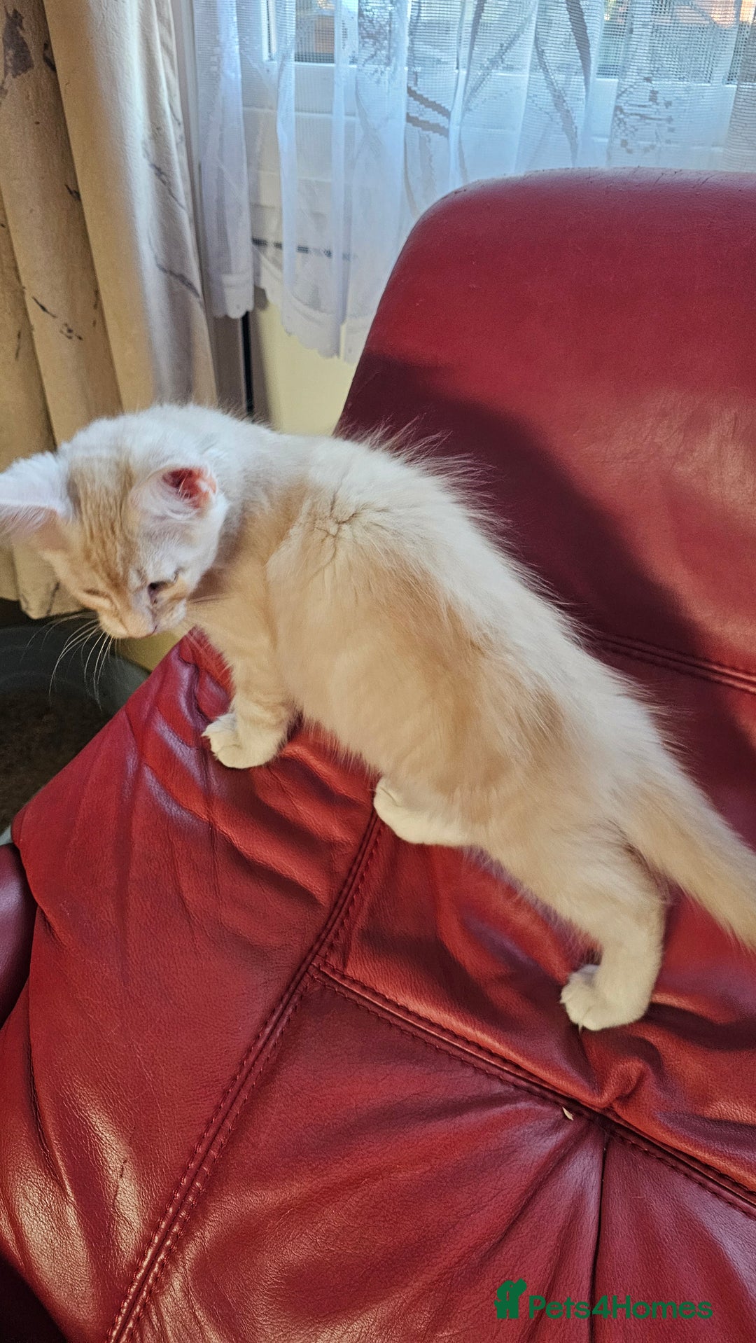 Maine Coon cats for sale: Large Breed Maine Coon cross  - Image 4