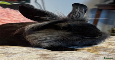 Mixed Breed rabbits - Advert 7