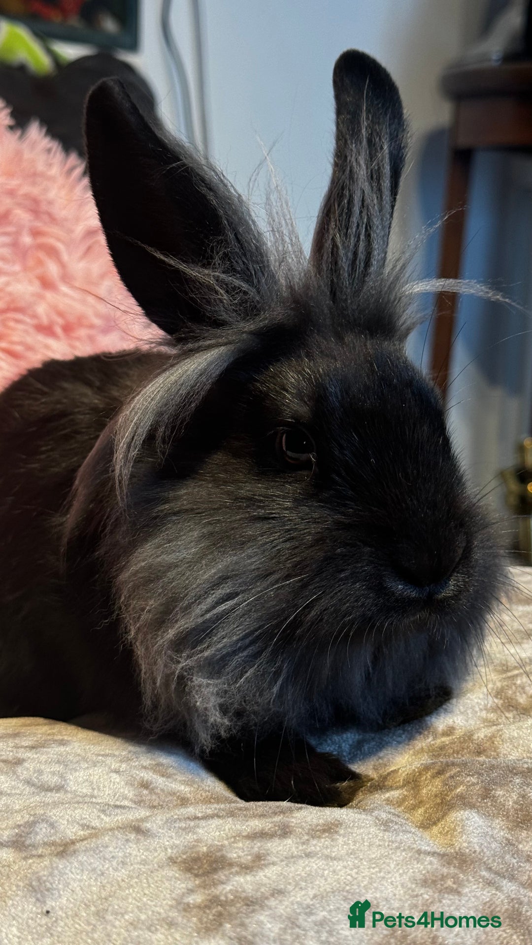 Mixed Breed rabbits for sale: Netherland dwarf and lionhead mixed bunnies - Image 14