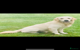 Golden Retriever dogs for sale: Health tested parents - Image 8