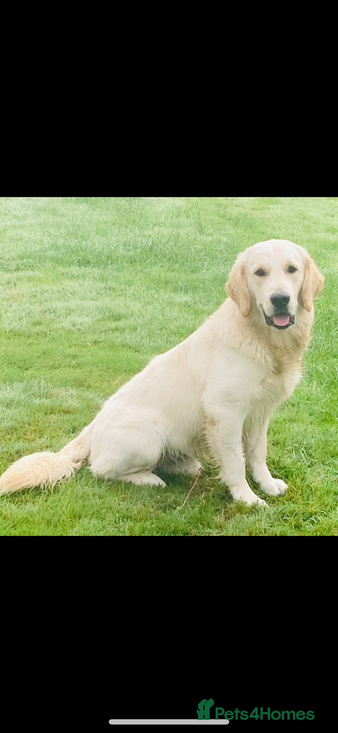 Golden Retriever dogs for sale: Health tested parents - Image 8