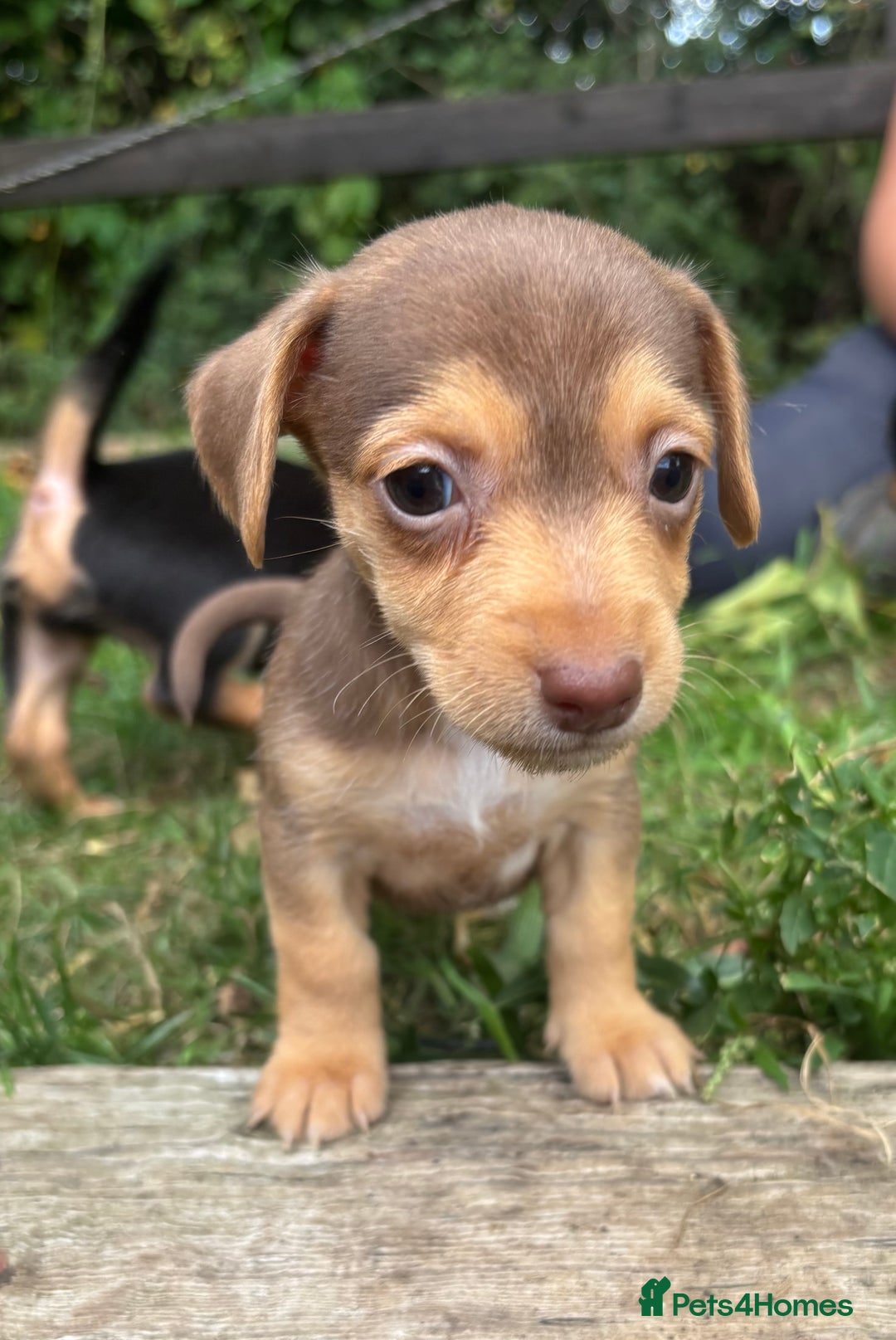 Mixed Breed dogs for sale: Mini Jack Russell X daxijack - Image 9