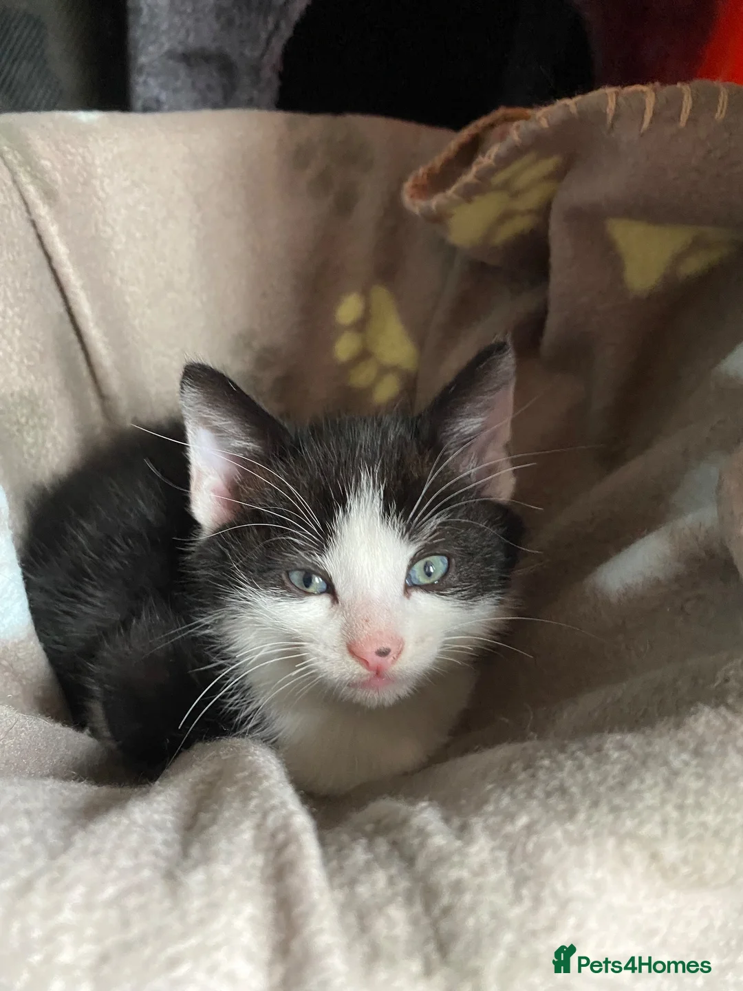 Domestic Shorthair cats for sale: 3 Beautiful Boy Kittens Looking for Forever Homes in Newport - Advert 2
