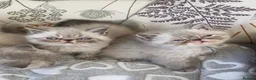 Exotic cats for sale: GCCF Registered Colour Point Kittens £950 - Advert 4