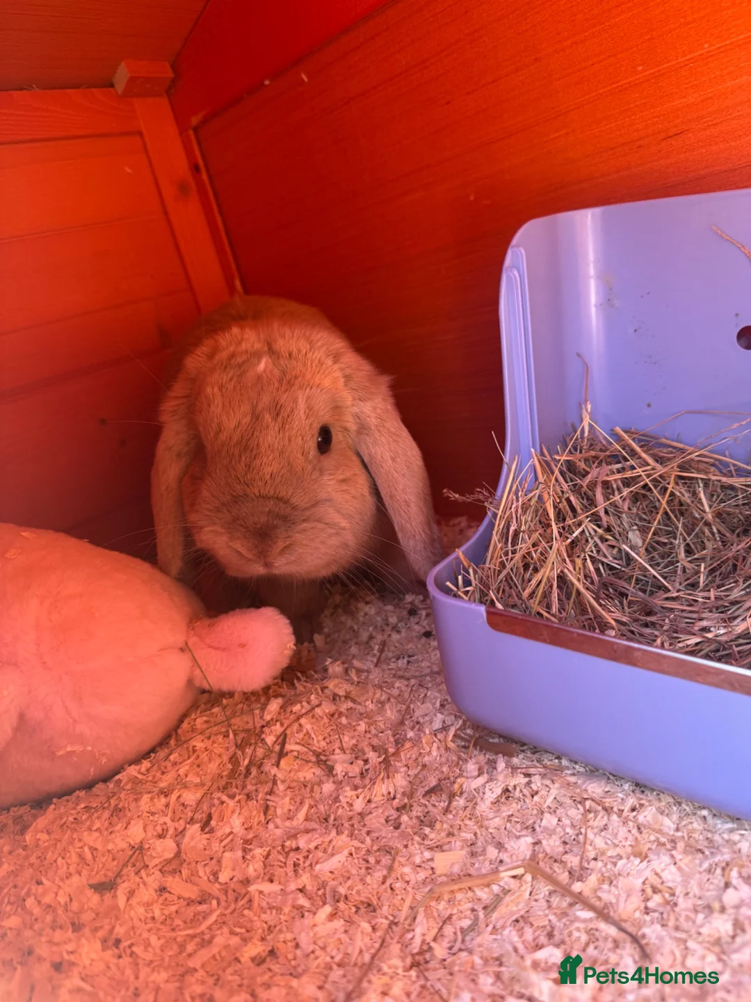 Mini Lop rabbits for sale: Teddy in Wednesbury - Advert 2