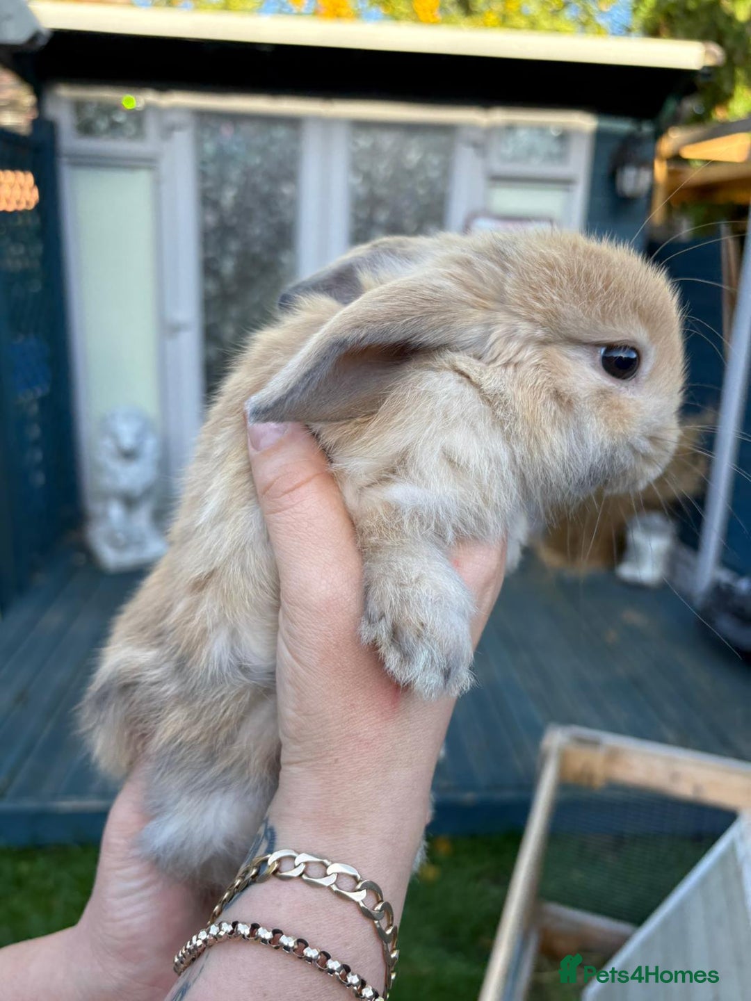 Mini Lop rabbits for sale: Pure bred mini lop - Image 3
