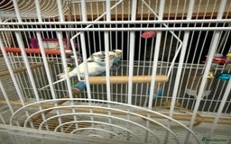 Budgerigars birds for sale: 2 budgies with cage - Image 1