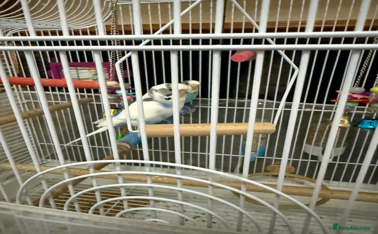 Budgerigars birds - Advert 8