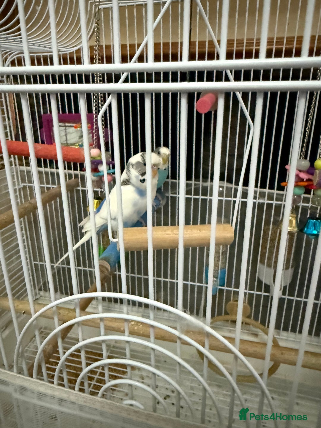 Budgerigars birds for sale: 2 budgies with cage - Image 1