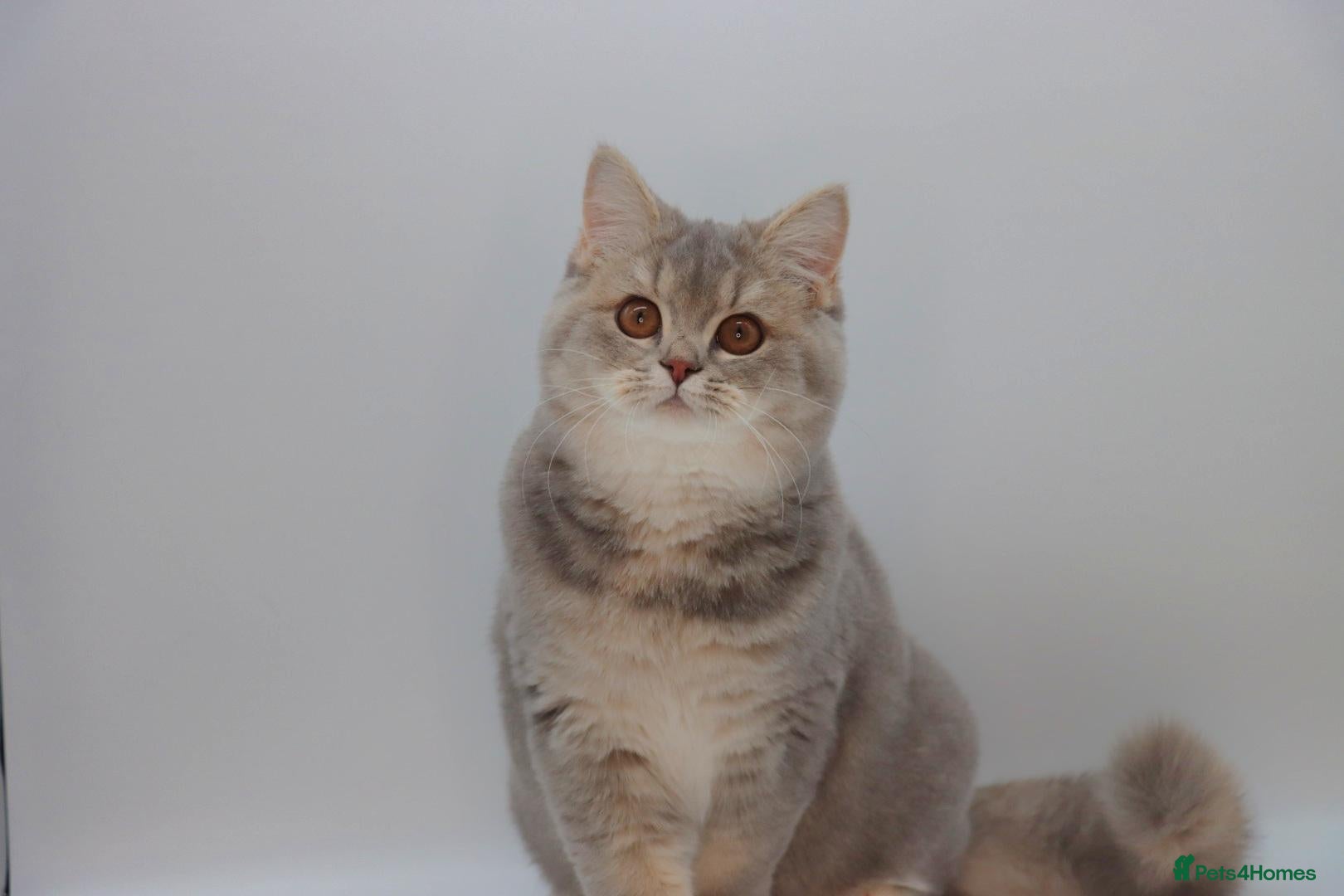 British Shorthair cats Retired Blue golden female British shorthair  - Advert 2