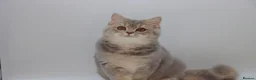 British Shorthair cats for sale: Retired Blue golden female British shorthair  - Advert 2