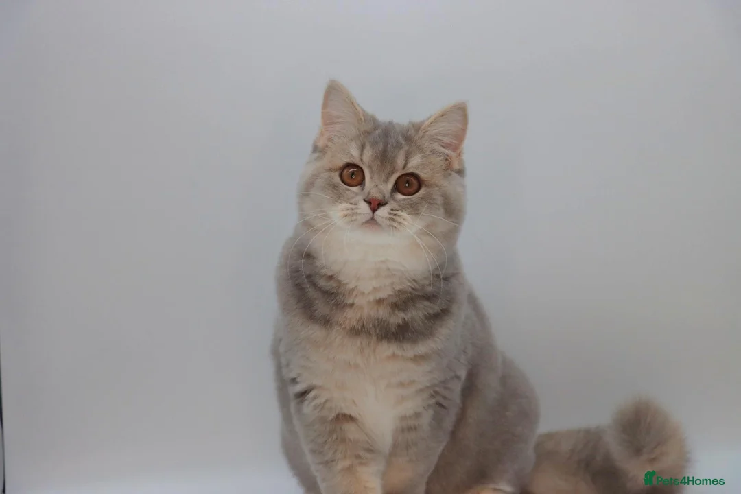 British Shorthair cats for sale: Retired Blue golden female British shorthair  - Advert 2