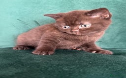 British Shorthair cats for sale: 2 beautiful BritishShorthair Colourpointed❤️‍🔥💝  - Image 13