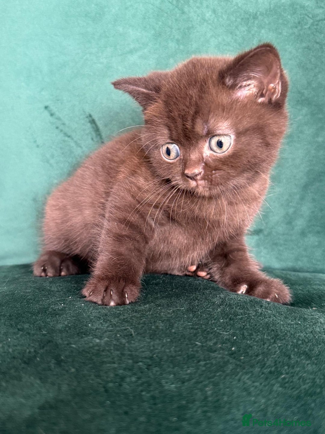 British Shorthair cats for sale: 2 beautiful BritishShorthair Colourpointed❤️‍🔥💝  - Image 13