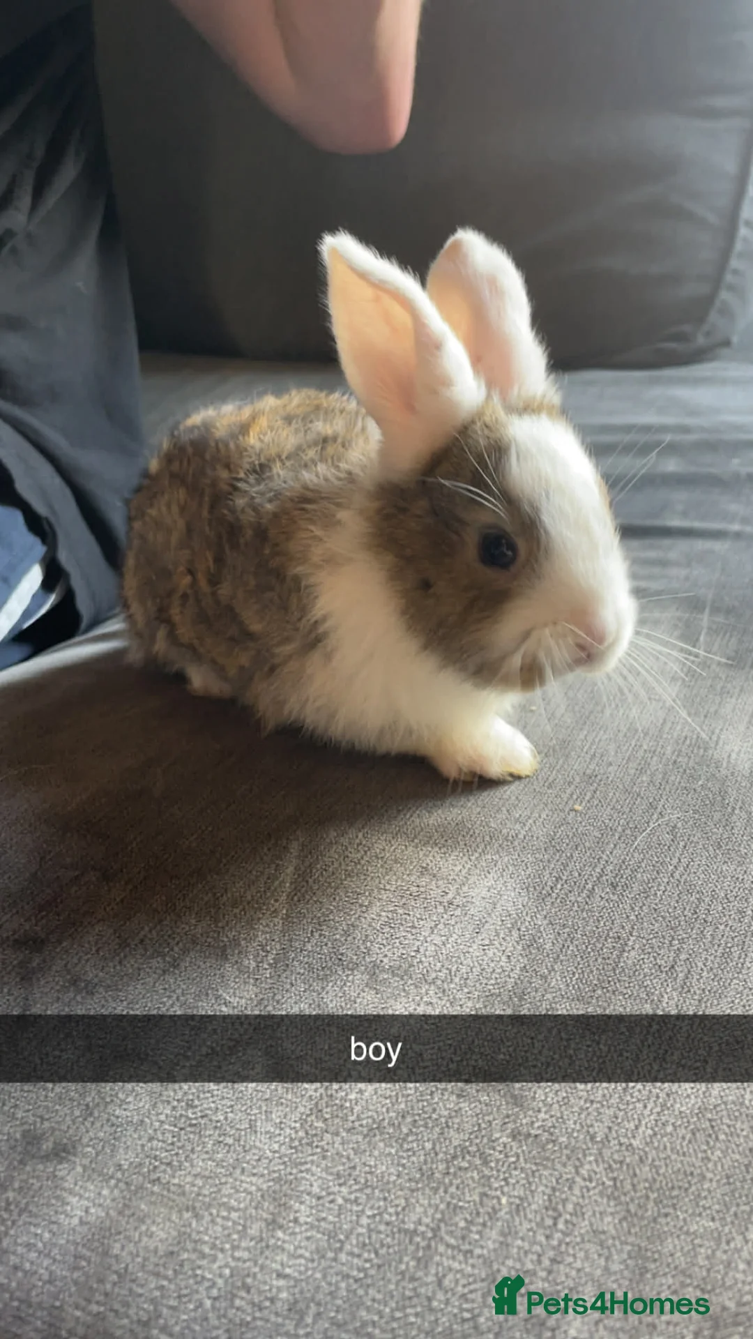 Continental Giant rabbits for sale: Continental giant rabbits in Whitehaven - Advert 14