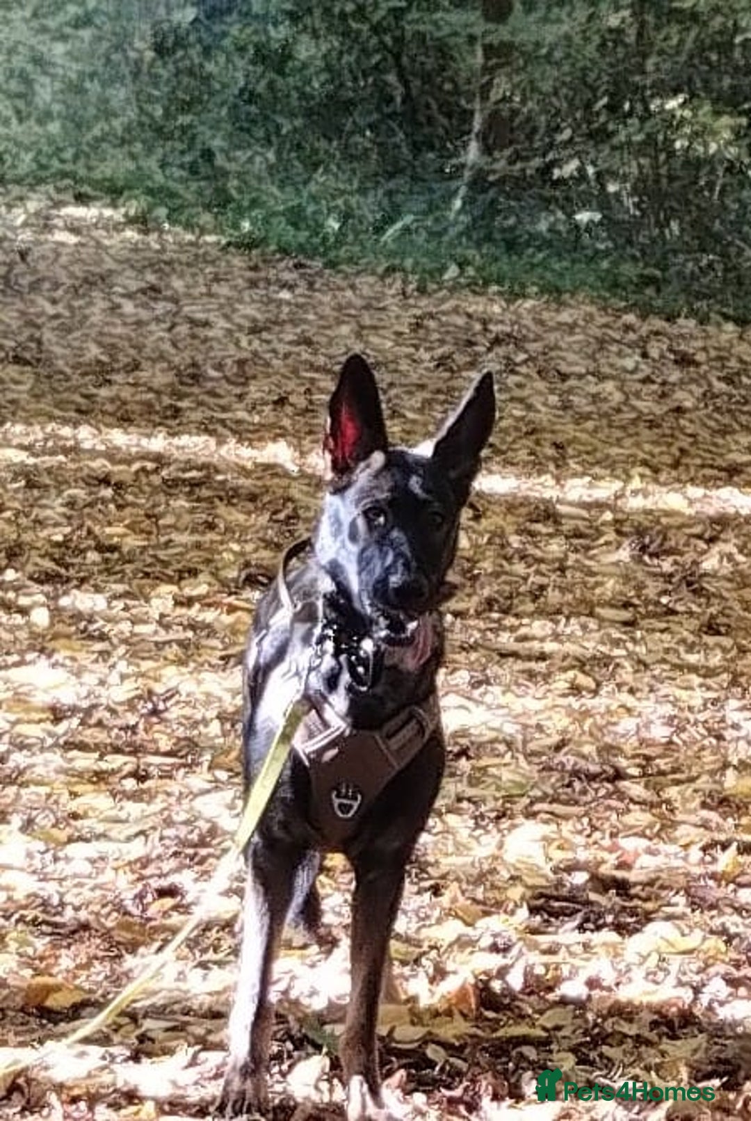 German Shepherd dogs for sale: APPROVED GSD PUPPIES,BLACK AND TAN,SABLE,SEE ALL P - Advert 15