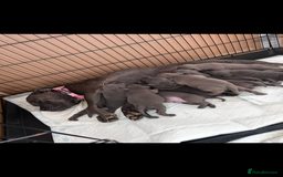 Staffordshire Bull Terrier dogs for sale: Blue Staffordshire bull terrier  - Image 25