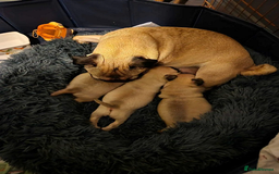 Pug dogs for sale: pugs, 3 fawn left - Image 6