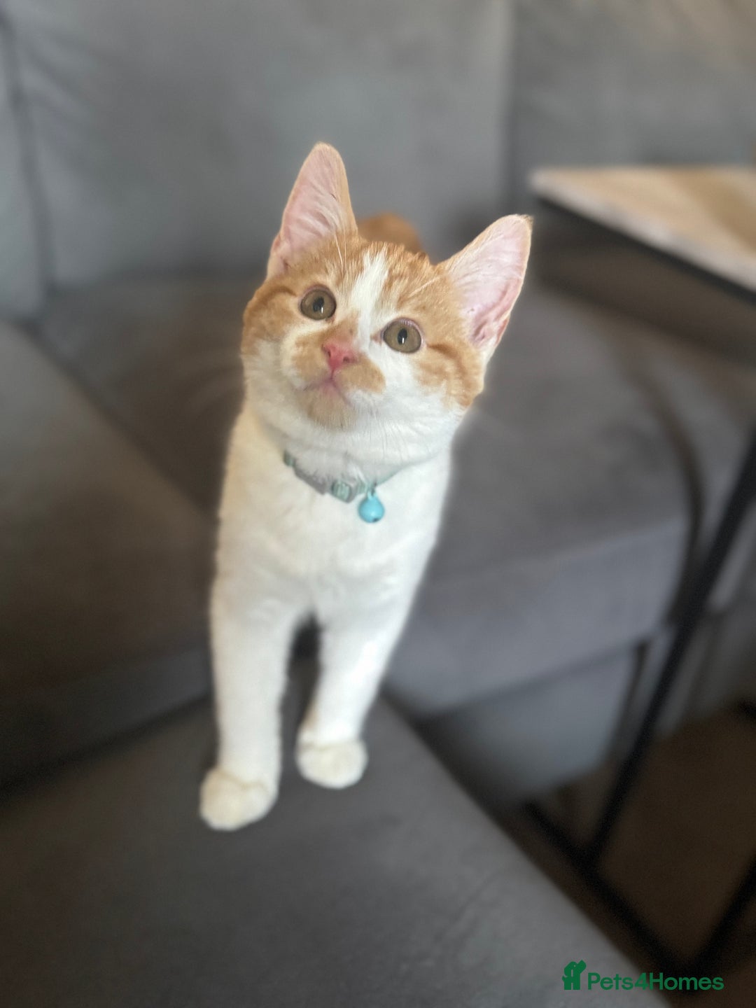 Mixed Breed cats for sale: Turkish angora mix  - Advert 5