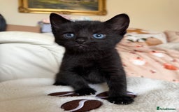 Russian Blue cats for sale: Last Russian Cross Kitten For Sale  - Image 2