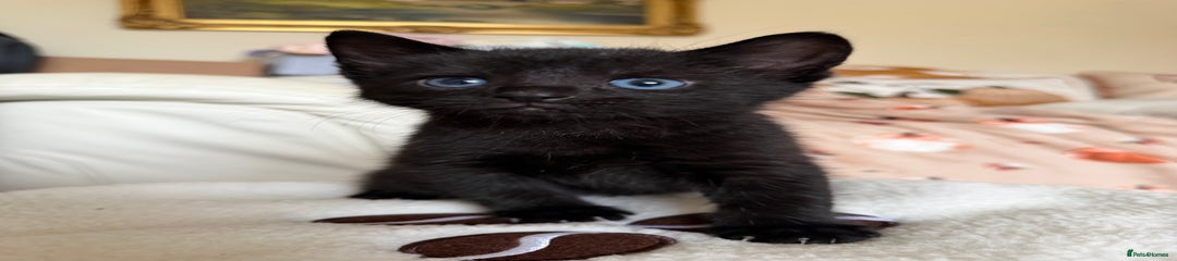 Russian Blue Kitten 1