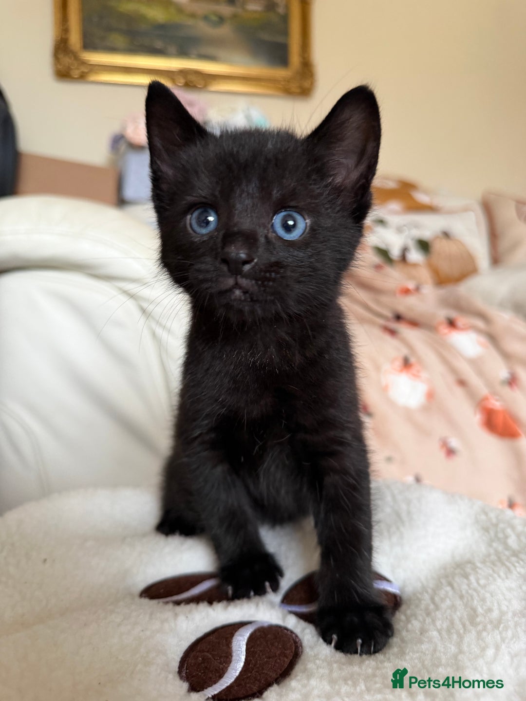 Russian Blue cats for sale: Last Russian Cross Kitten For Sale  - Image 2