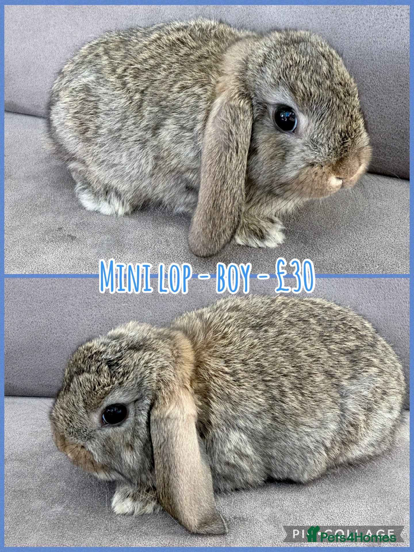 Mini Lop rabbits for sale: Mini Lop Rabbits - Advert 5