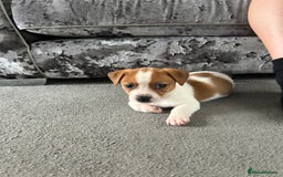 Jack Russell dogs for sale: Adorable Short Legged Jack Russell Puppies - Image 10