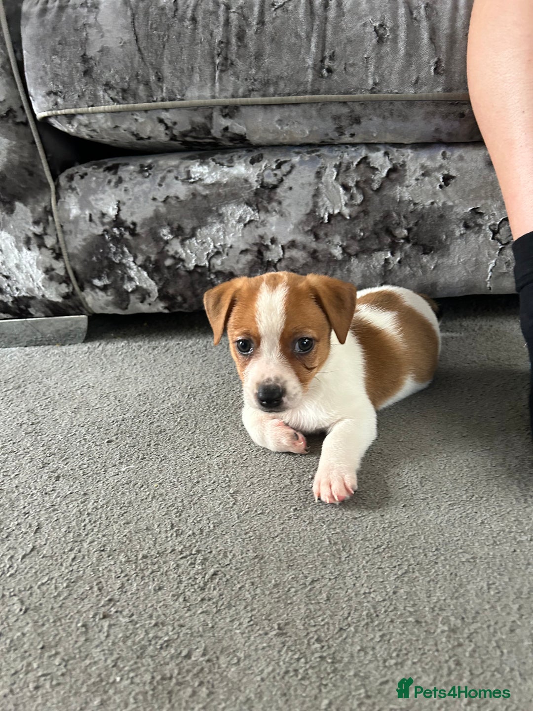 Jack Russell dogs for sale: Adorable Short Legged Jack Russell Puppies - Image 10
