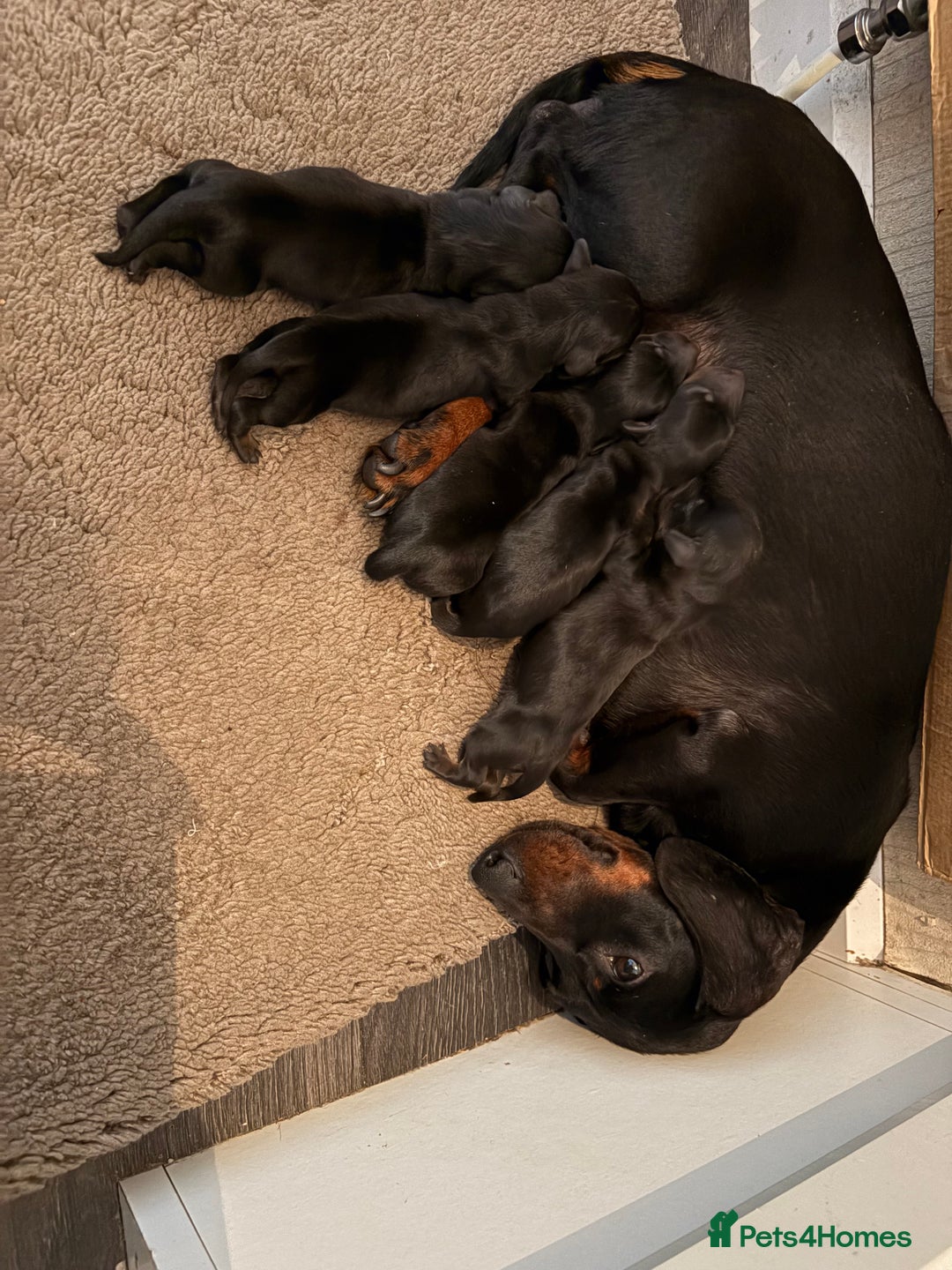 Miniature Dachshund dogs for sale: Miniature Dachshound puppies  - Image 2