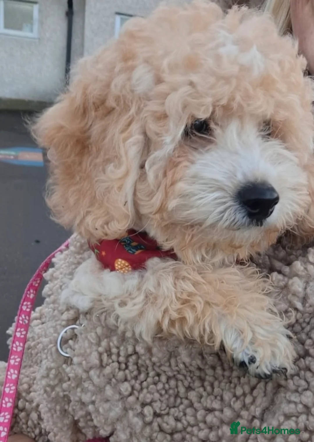 Cockapoo dogs for sale: Cockapoo Girl Puppy  - Advert 8