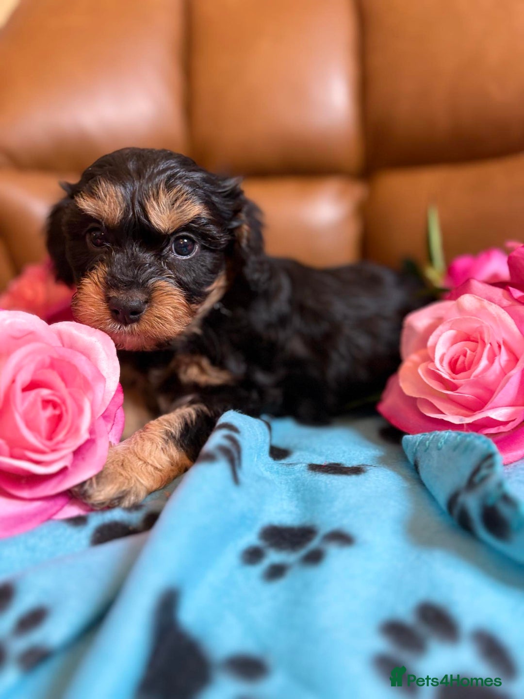 Cavapoo dogs for sale: Ruby &black n tan boys and girls  - Image 7