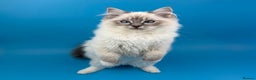 Ragdoll cats for sale: 💙 STUNNING GCCF GRCH SIRED RAGDOLL KITTENS 💙 - Advert 18