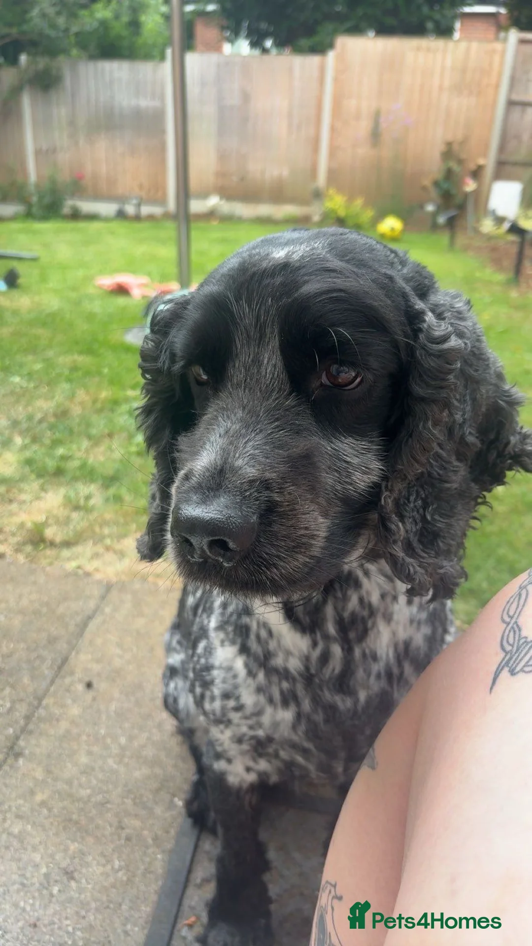 Cocker Spaniel dogs for sale: Cocker Spaniel  in Oakham - Advert 3