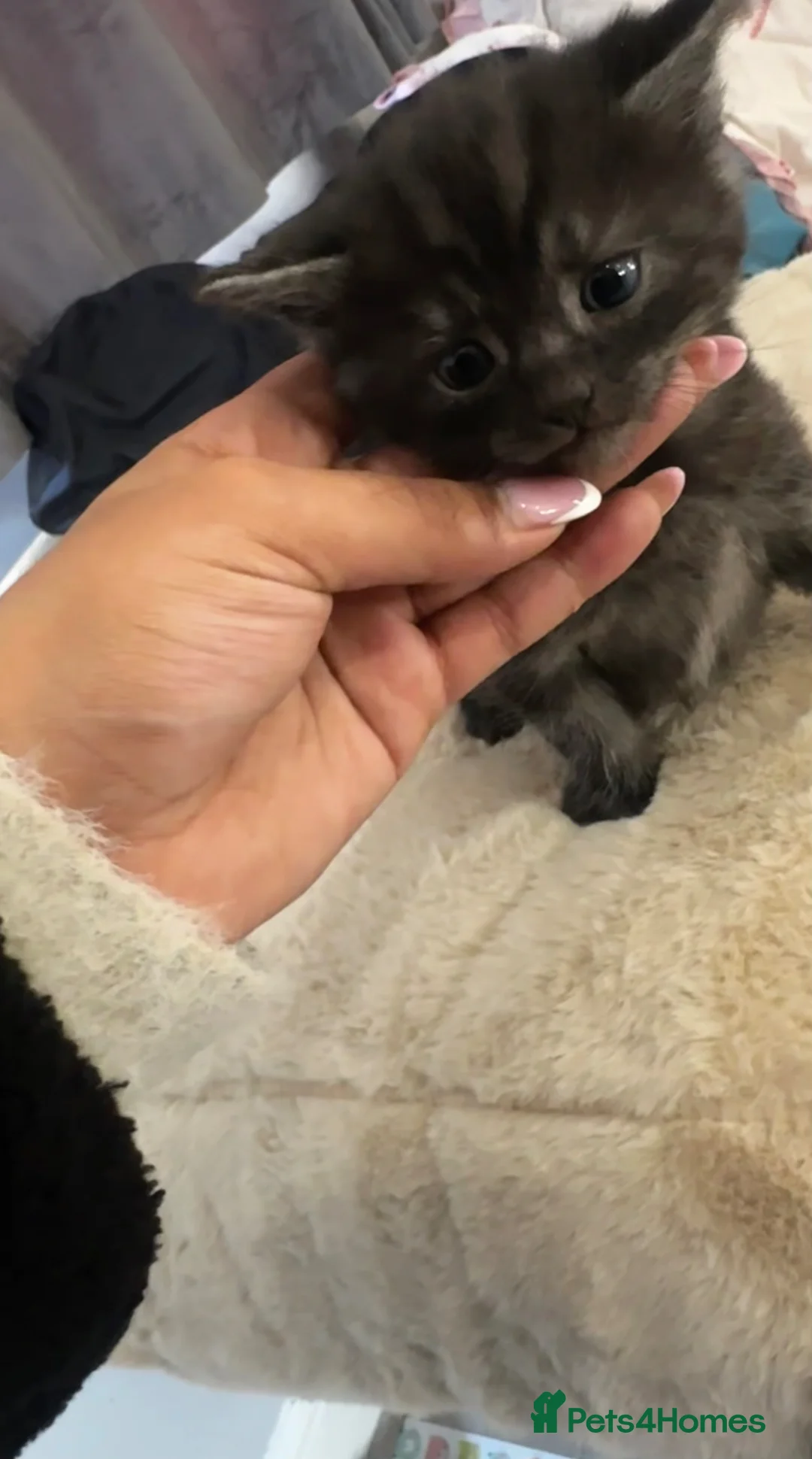 Domestic Shorthair cats for sale: Kittens for sale - Advert 10