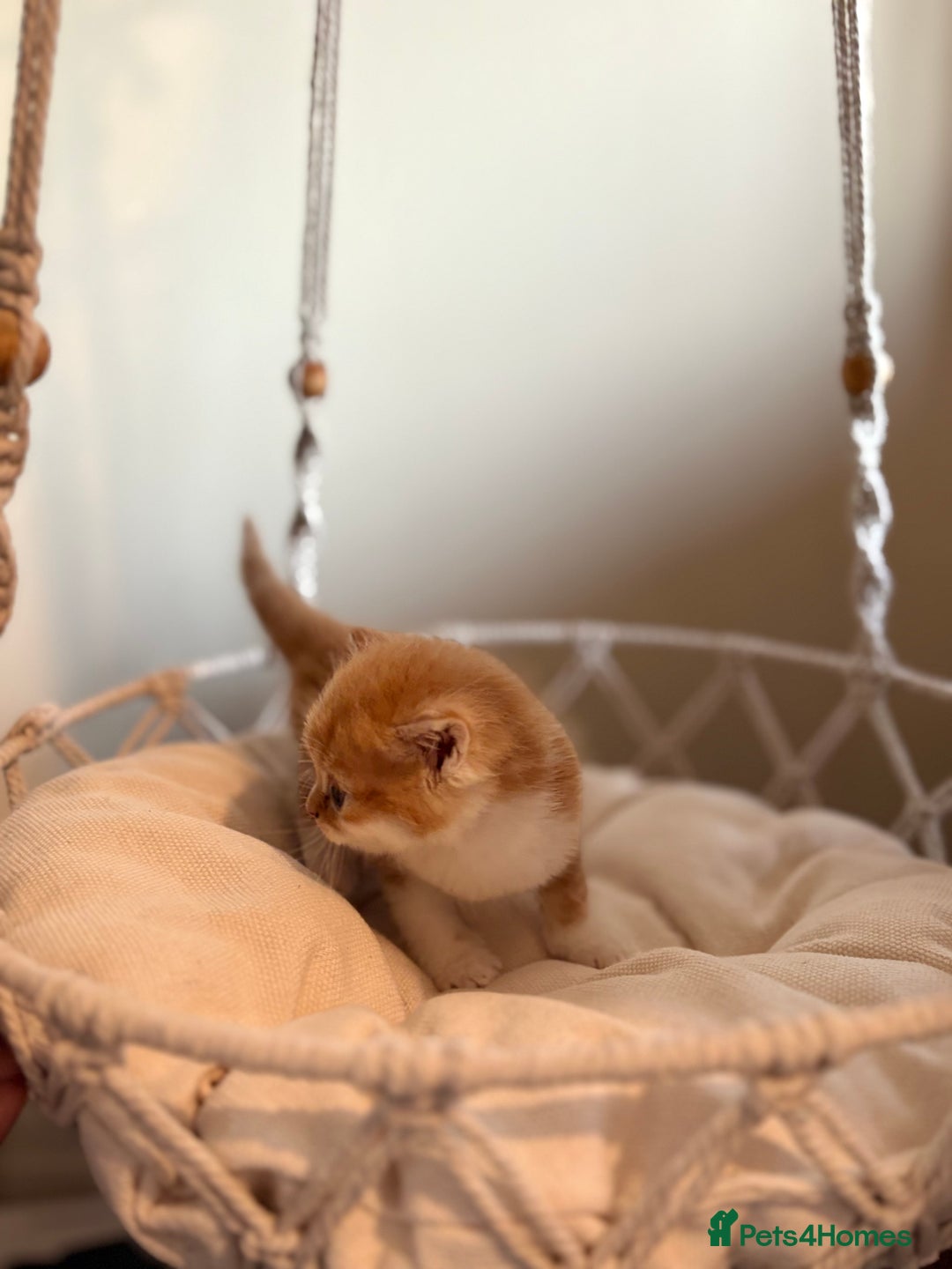 Persian cats for sale: Exotic Persians - Image 16