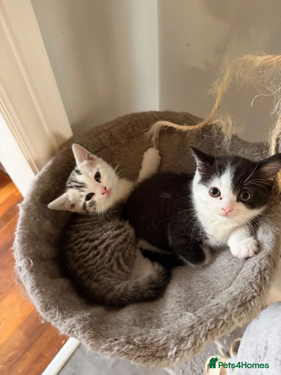 British Shorthair cats for sale: Mother Big Boy and little kittens  in Burton-on-Trent - Advert 13