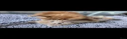 Mixed Breed cats for sale: 3 friendly and fluffy male kittens  - Advert 2