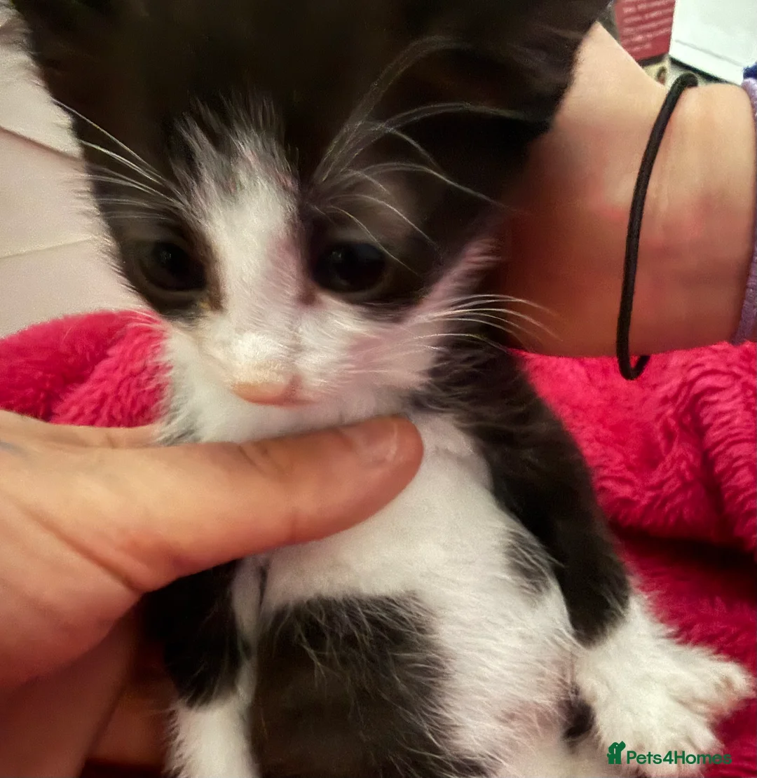 Mixed Breed cats for sale: Kittens looking for loving home  - Advert 2