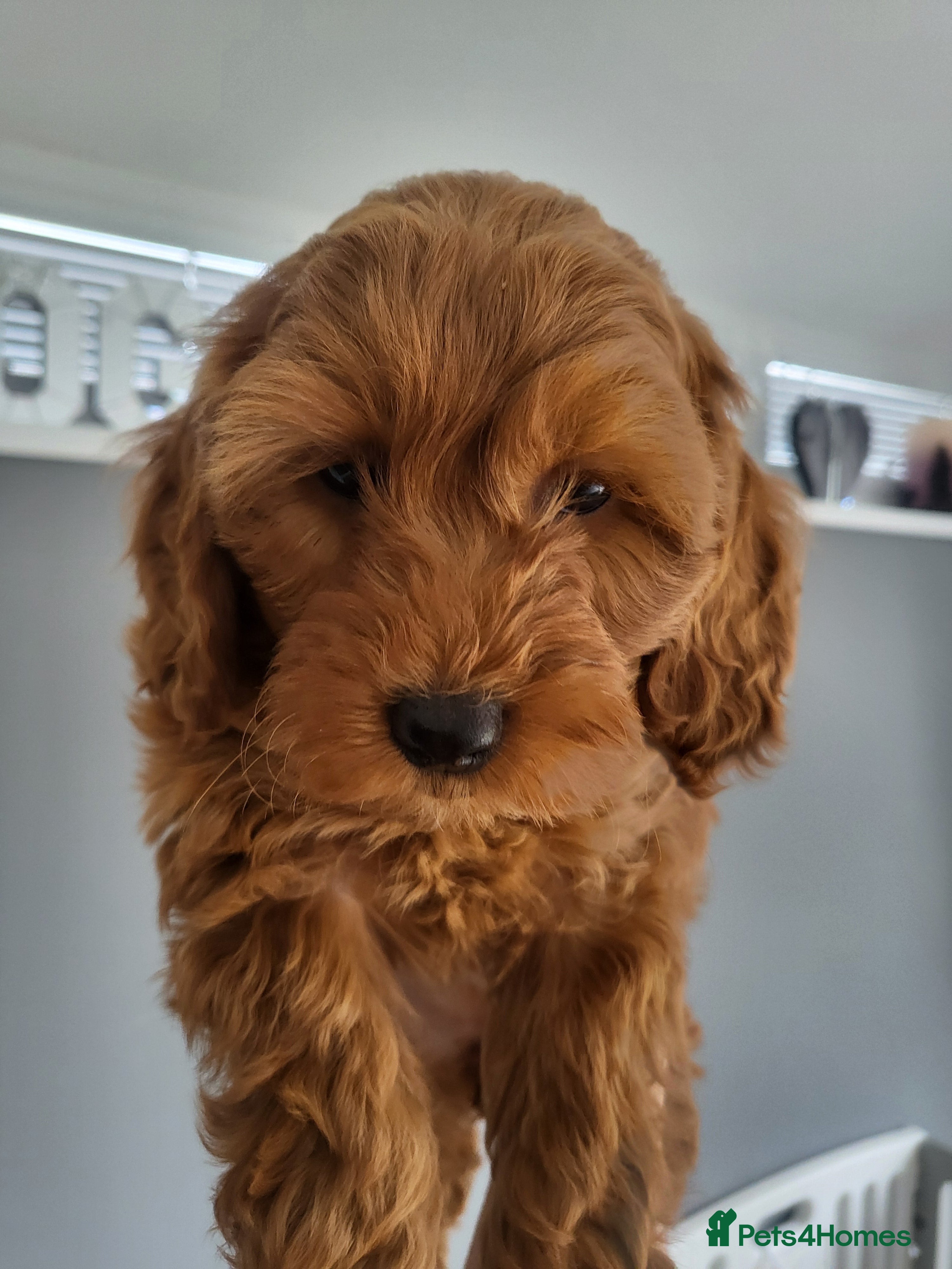 Cockapoo dogs F1b Show type cockapoos  - Advert 1