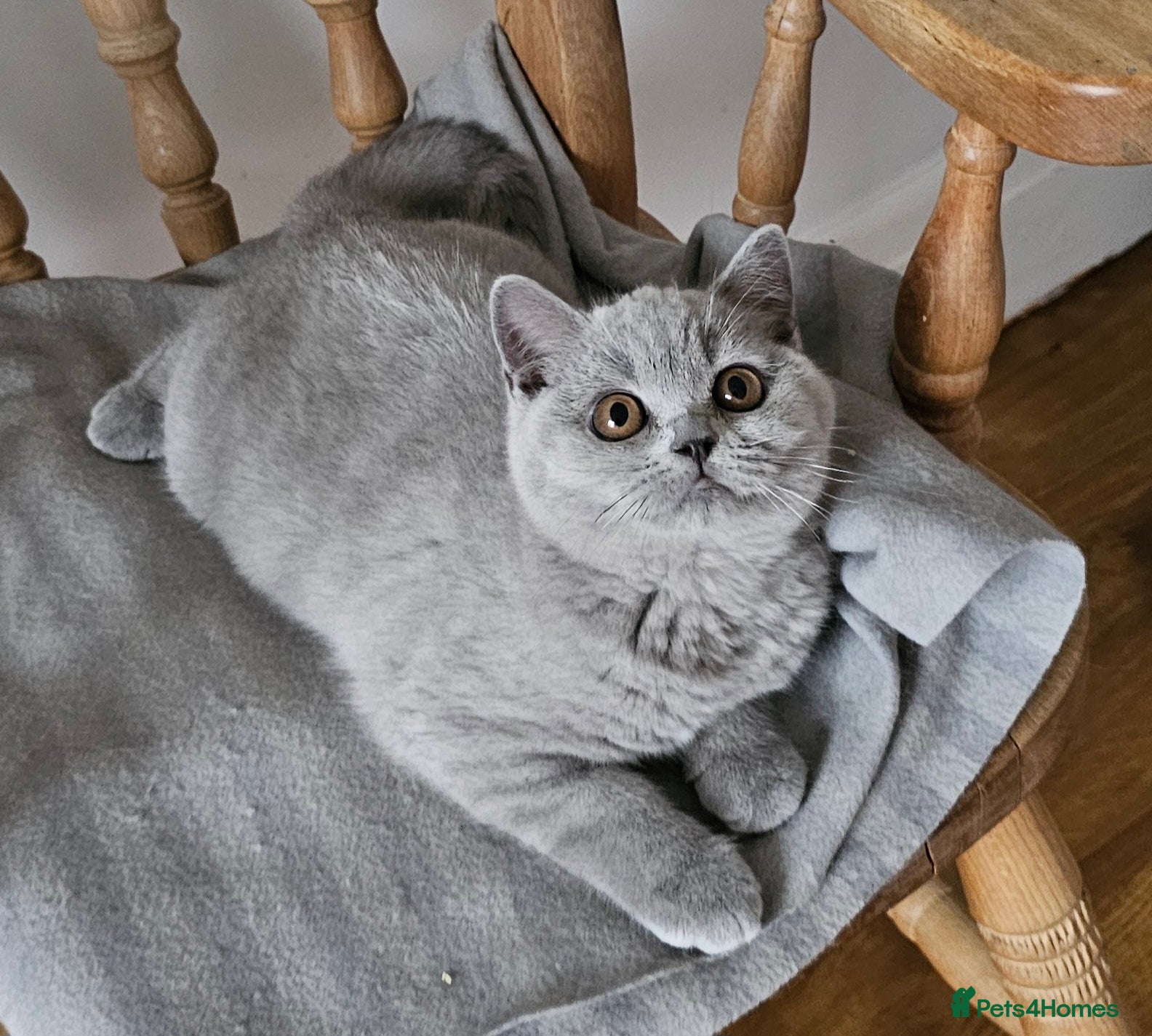 British Shorthair cats Beautiful British Shorthair kittens NEUTERED - Advert 9